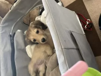 ひなまま 様のお迎えした子犬