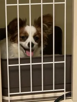M.G 様のお迎えした子犬