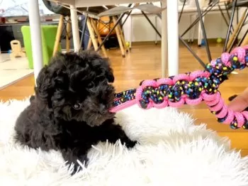 M.K 様のお迎えした子犬