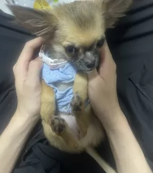 りん 様のお迎えした子犬