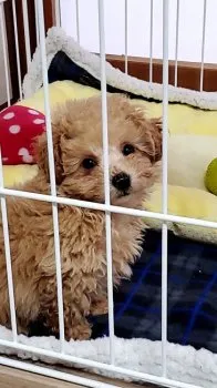 I.A 様のお迎えした子犬