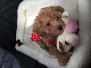 みぃる 様のお迎えした子犬