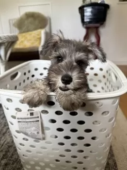 K.Ｉ 様のお迎えした子犬
