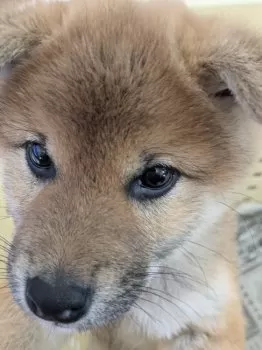 K.K 様のお迎えした子犬