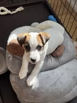 M.S 様のお迎えした子犬