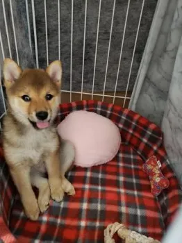 M.K 様のお迎えした子犬