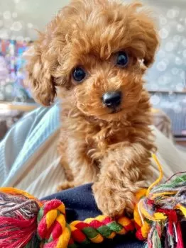 R.I 様のお迎えした子犬