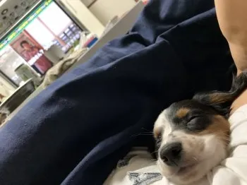 K.T 様のお迎えした子犬