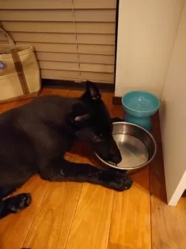 T.N 様のお迎えした子犬