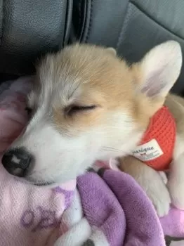 K.N 様のお迎えした子犬