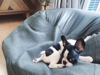 はな 様のお迎えした子犬