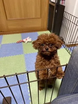 ミント 様のお迎えした子犬