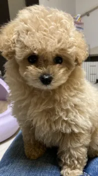 ティノ 様のお迎えした子犬