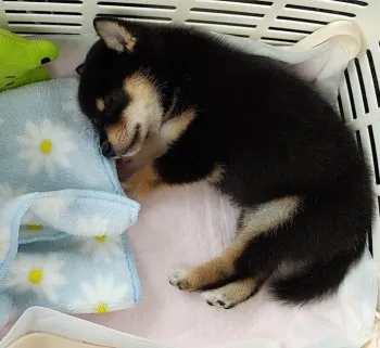 f.rin 様のお迎えした子犬