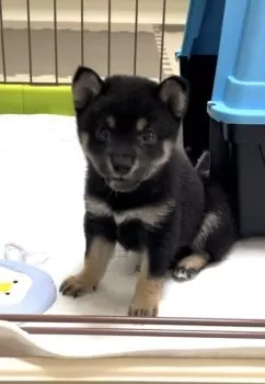 Y.K 様のお迎えした子犬