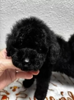 穂乃佳🌻 様のお迎えした子犬