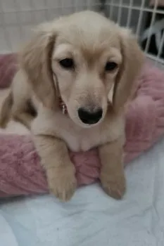 Y.I 様のお迎えした子犬