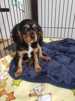 ダンダダン 様のお迎えした子犬