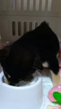 柊 様のお迎えした子犬