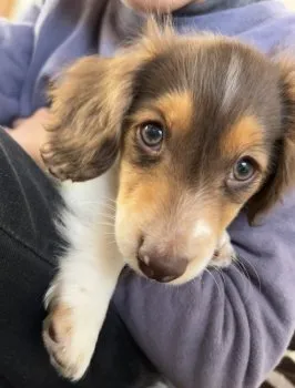 A.Y 様のお迎えした子犬
