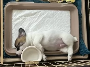 M.A 様のお迎えした子犬