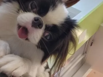 Y.H 様のお迎えした子犬