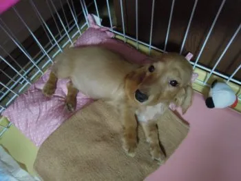 雨ママ 様のお迎えした子犬