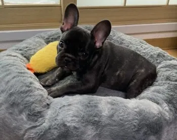 H.H 様のお迎えした子犬