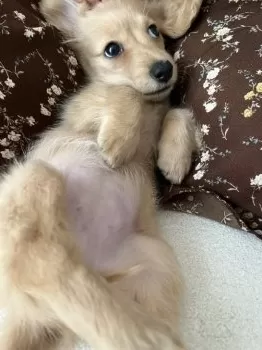 T.M 様のお迎えした子犬