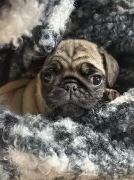 Y.K 様のお迎えした子犬