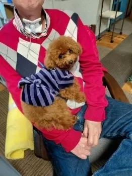 じゅりちゃんパパ 様のお迎えした子犬