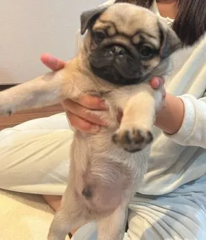 R.A 様のお迎えした子犬