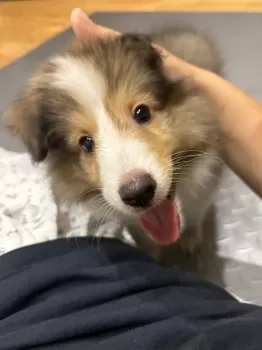 A.T 様のお迎えした子犬