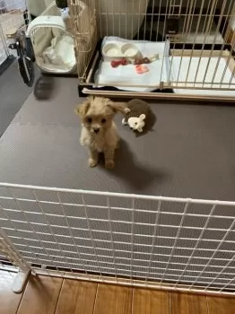 TR 様のお迎えした子犬