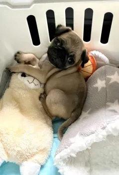 S.I 様のお迎えした子犬
