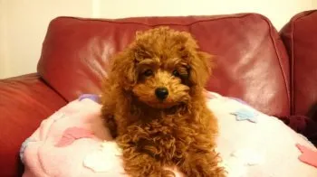 ウラン 様のお迎えした子犬