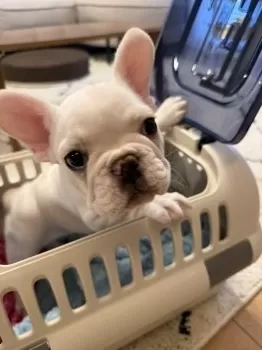ミィ 様のお迎えした子犬