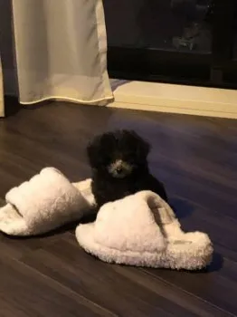 T 様のお迎えした子犬