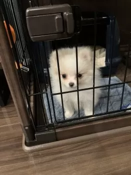 すーさん 様のお迎えした子犬
