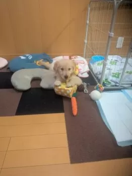 M.D 様のお迎えした子犬