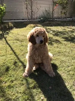 ロビンファミリー 様のお迎えした子犬