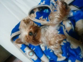 小豆ママ 様のお迎えした子犬