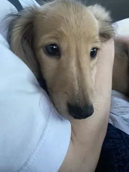 issei 様のお迎えした子犬