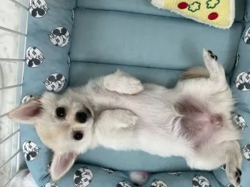 あーちゃん 様のお迎えした子犬