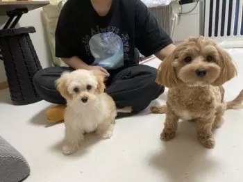 S.S 様のお迎えした子犬