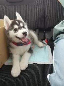 ニコ母 様のお迎えした子犬