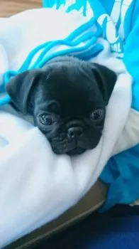 オイカワ 様のお迎えした子犬