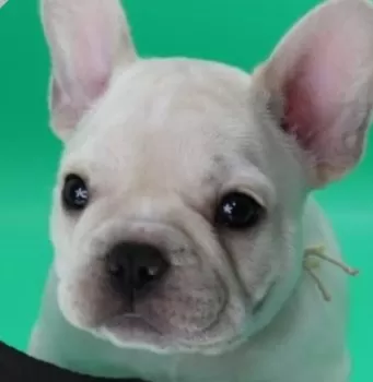 クルミプリン 様のお迎えした子犬