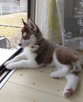 H.M 様のお迎えした子犬