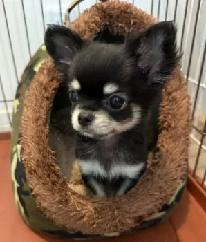 さくりん 様のお迎えした子犬